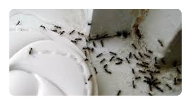 Ant Control Lara
